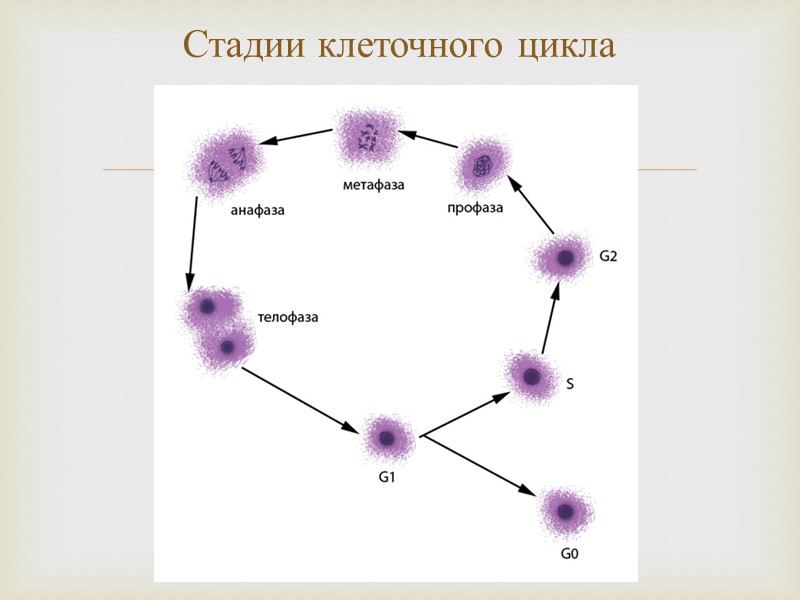 Стадии клеточного цикла